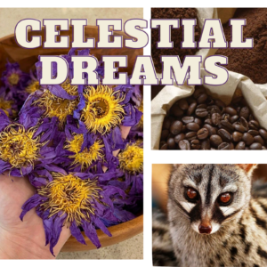 Celestial Dreams