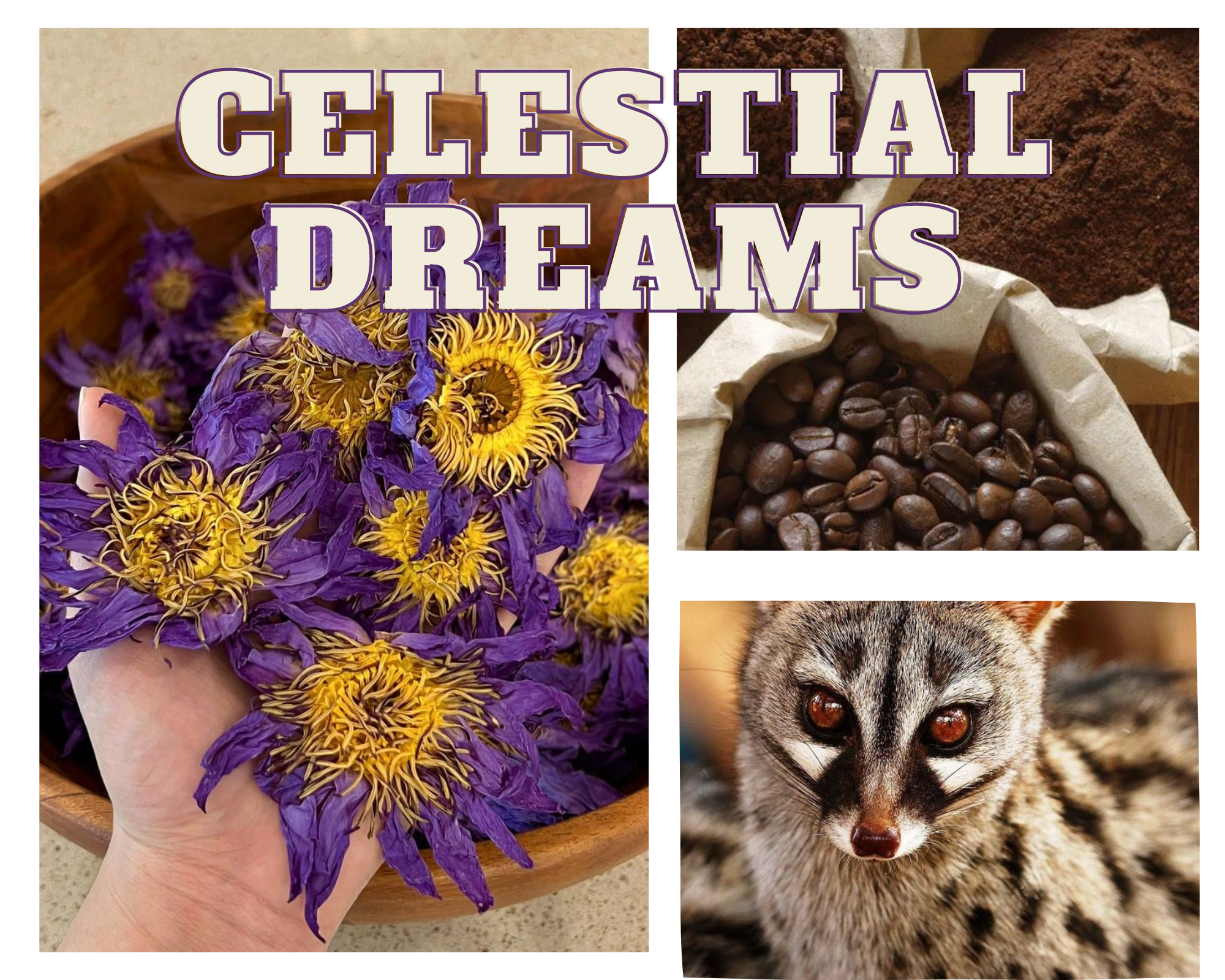 Celestial Dreams